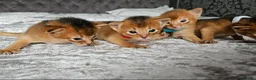 Abyssinian cats for sale: Abyssinian Kittens - Advert 4