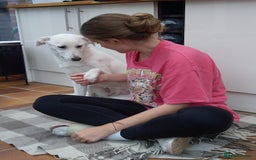 Mixed Breed dogs for sale: Young female Labrador cross for adoption  - Image 18