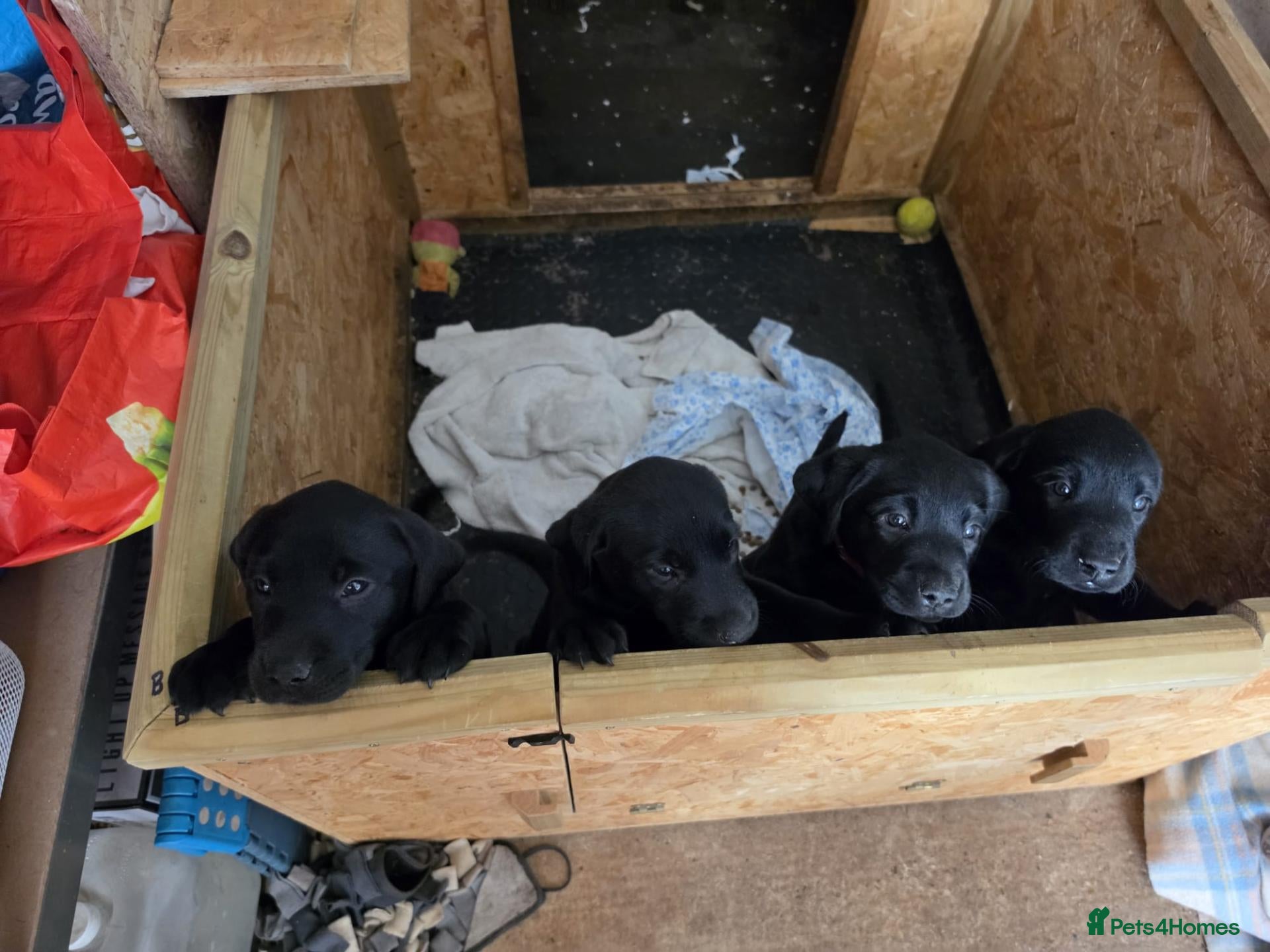 Labrador Retriever dogs 3 Left - Black Labrador Puppies KC Registered - Advert 2