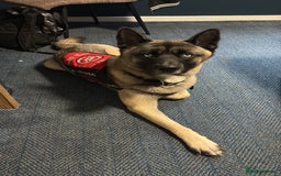 Mixed Breed dogs for sale: 13 weeks old American Akita mix - Image 7