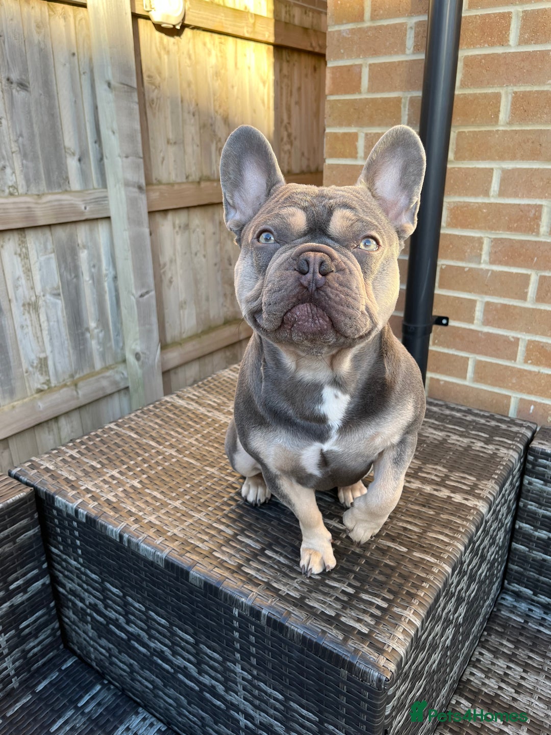 French Bulldog dogs for stud: Captain Cooper 🏅 in Grimsby - Image 2
