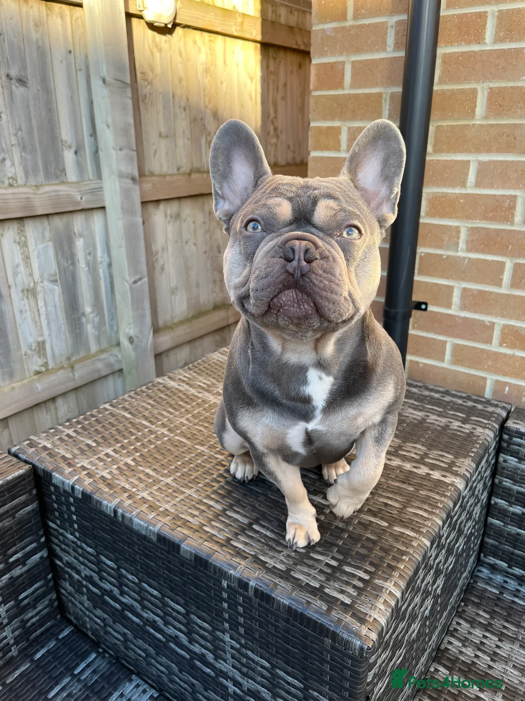 French Bulldog dogs for stud: Captain Cooper 🏅 in Grimsby - Advert 2