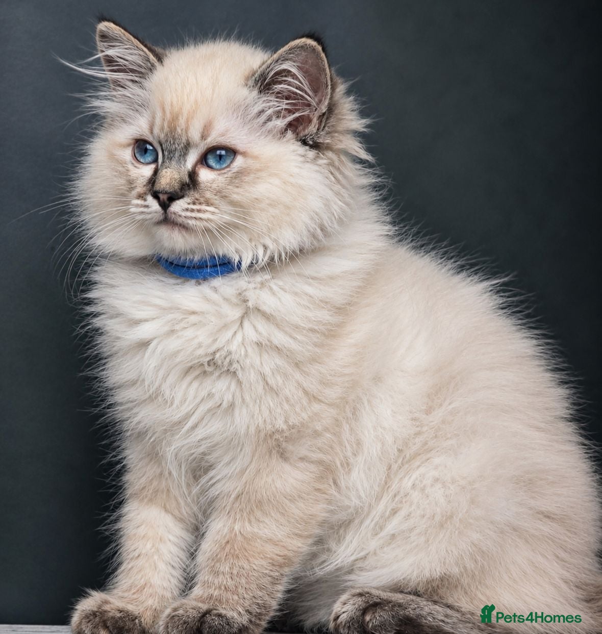 Ragdoll cats READY TO LEAVE - 2 Stunning TICA-Reg Ragdoll Boys - Advert 2