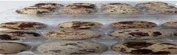Quail poultry for sale:  12 Fertile Hatching Quail eggs for sale in Bradford - Advert 2