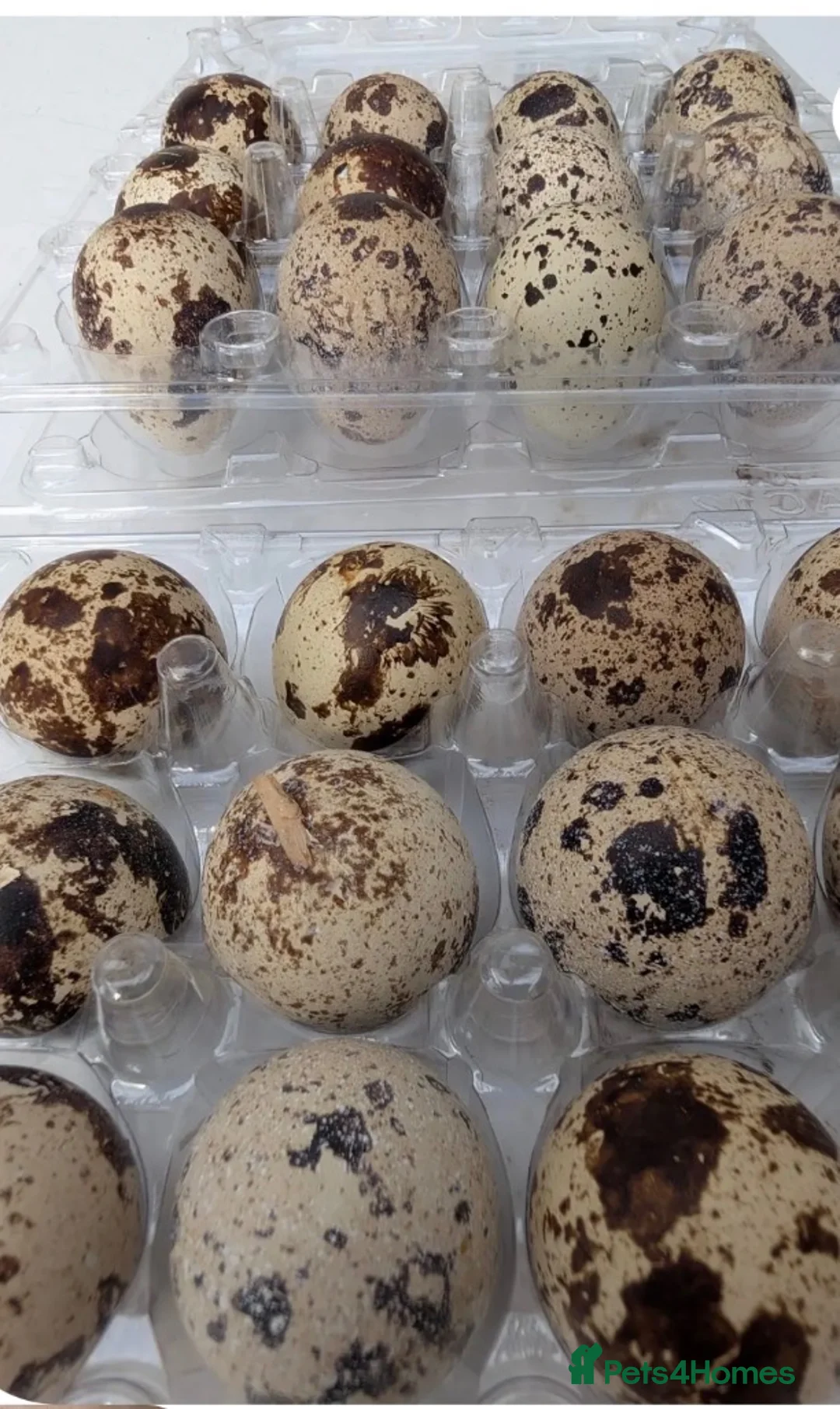 Quail poultry for sale:  12 Fertile Hatching Quail eggs for sale in Bradford - Advert 2