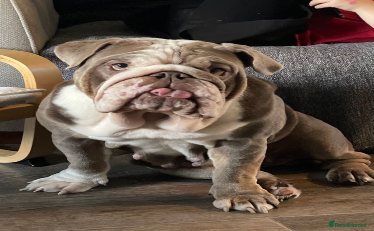 English Bulldog dogs - Advert 1