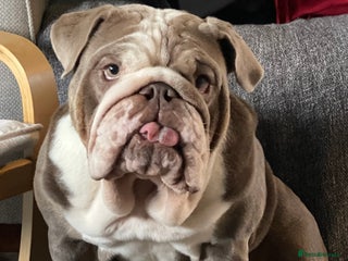 English Bulldog dogs - Advert 19