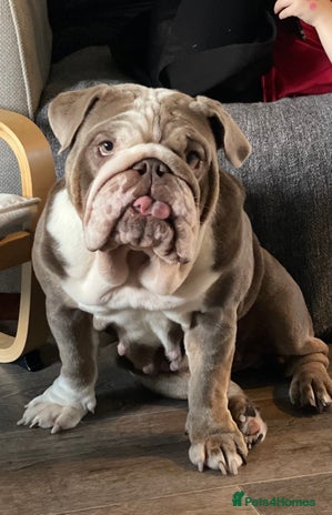 English Bulldog dogs - Advert 1