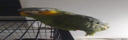 Parrots birds for sale: Orange winged Amazon friendly baby - Advert 4