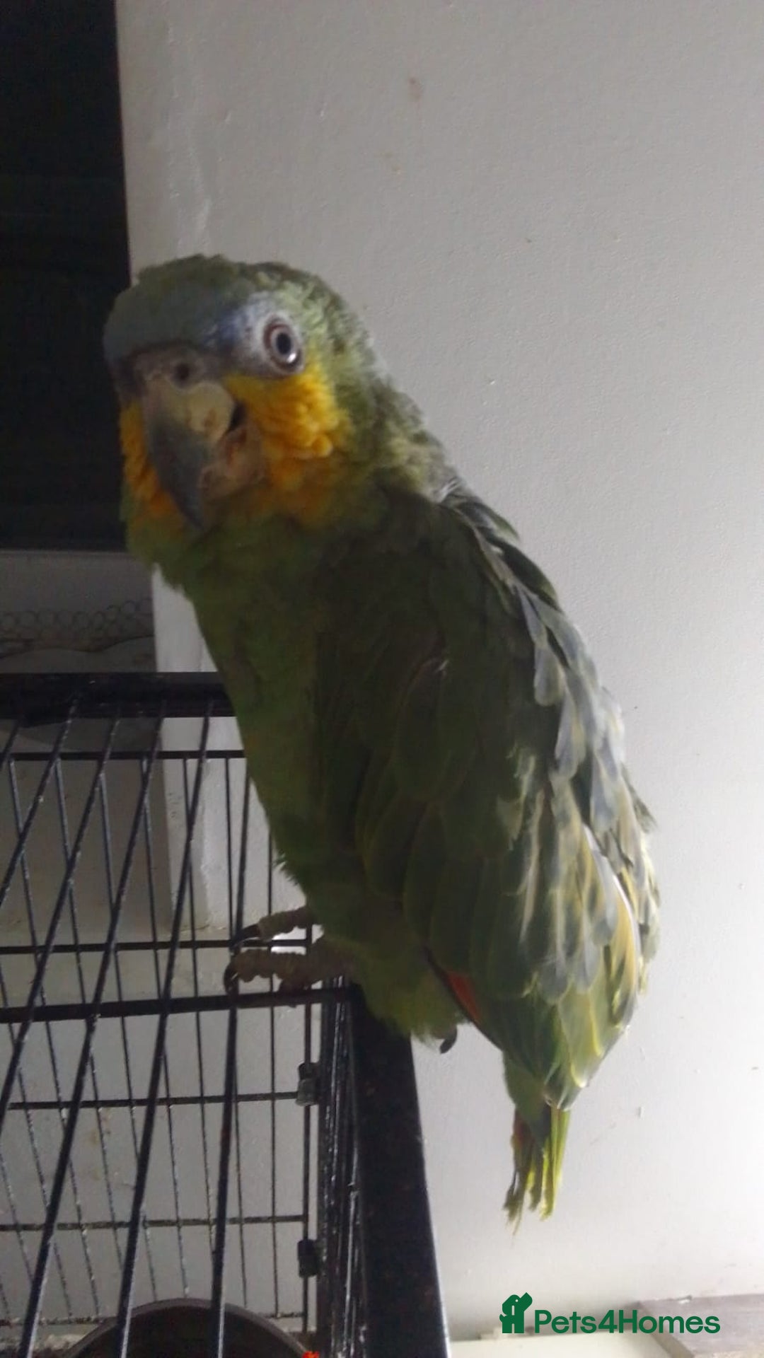 Parrots birds for sale: Orange winged Amazon friendly baby - Advert 4