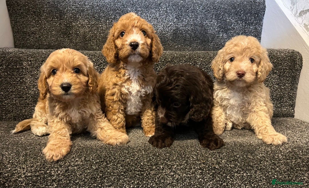 Cockapoo dogs for sale: Stunning Cockapoo puppies ready in a week  - Image 2