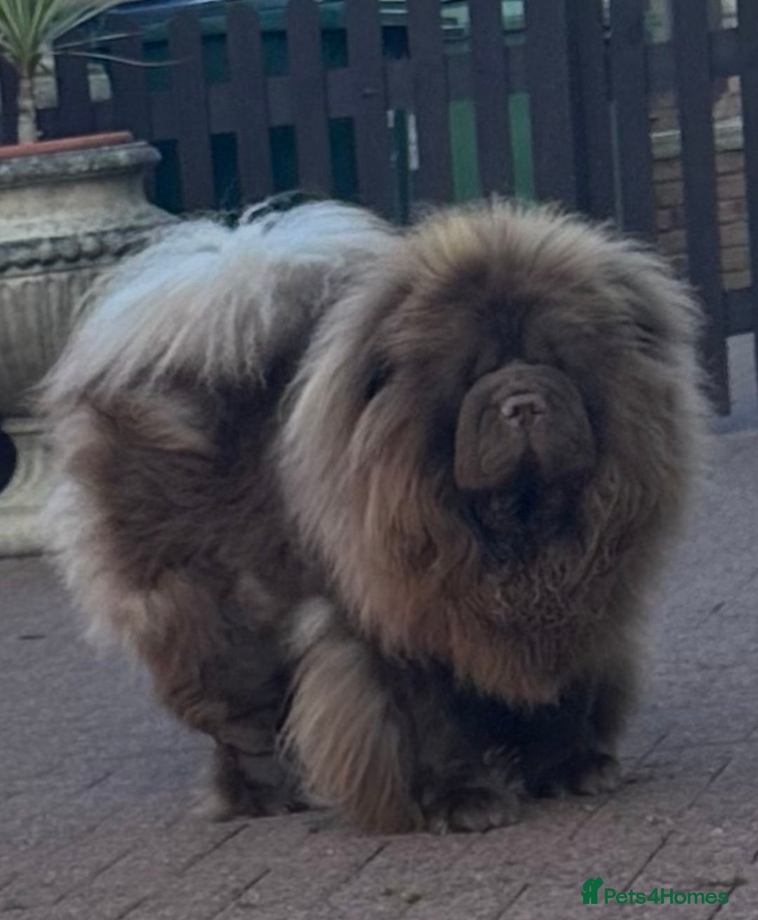 Chow Chow dogs for sale: Outstanding Baby Bears - Image 14