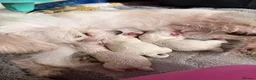 Bichon Frise dogs for sale: 4 Bichon Frisé puppies looking for their new home - Advert 27