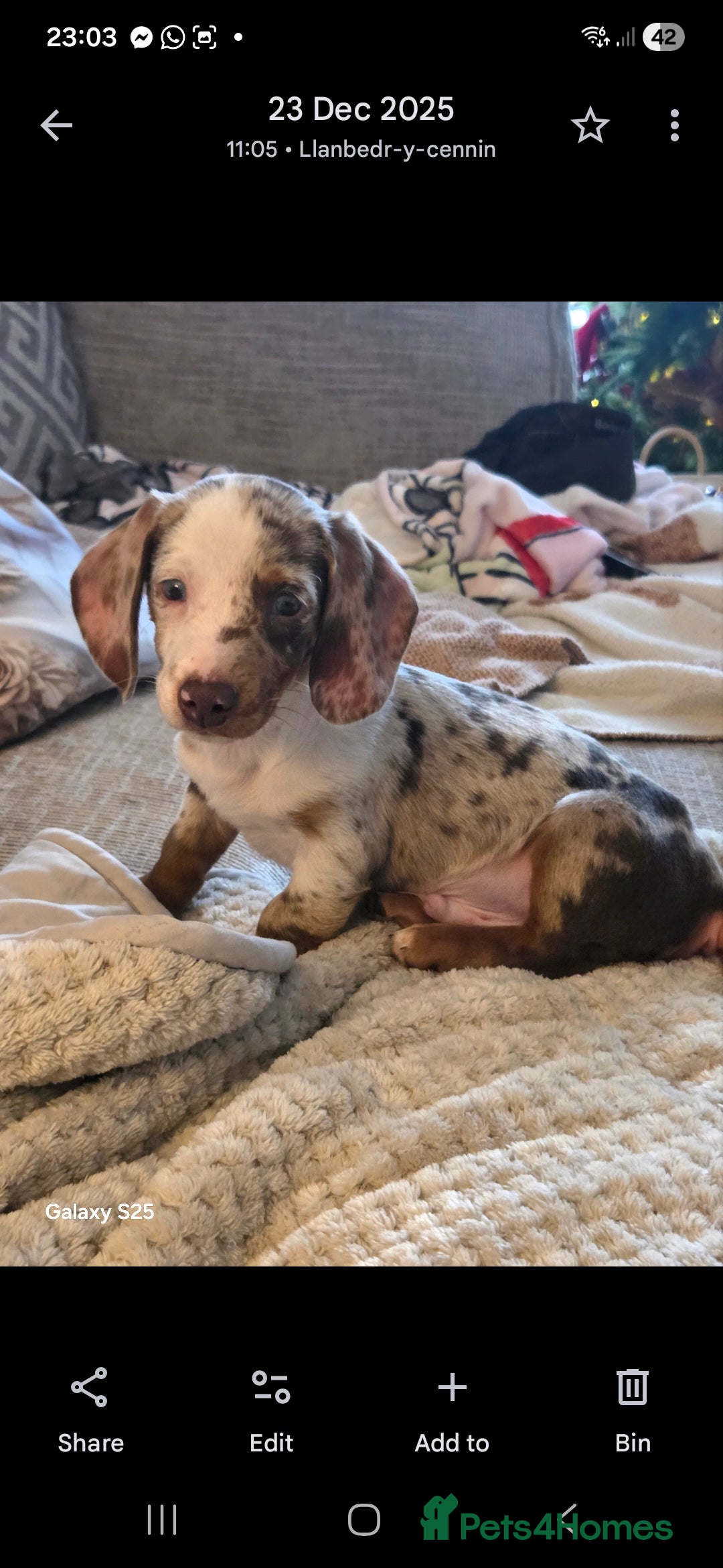 Dachshund dogs for sale: 17 week old little male dachshund  - Advert 1