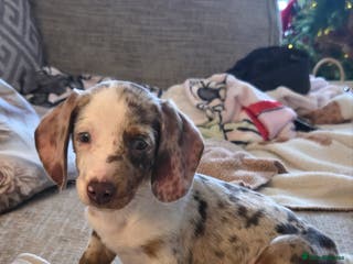 Dachshund dogs 17 week old little male dachshund - Advert 2