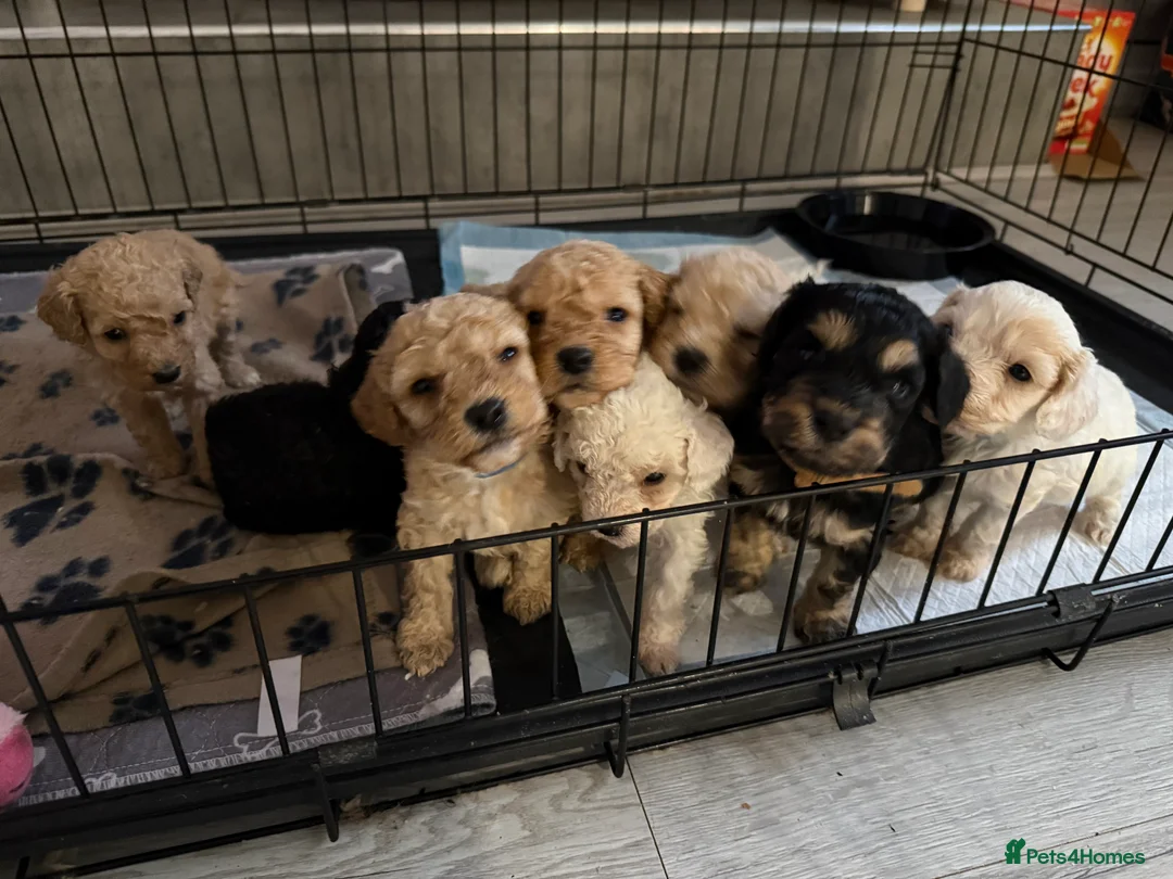 Mixed Breed dogs for sale: 8 Beautiful Cavapoochon Puppies in Bacup - Advert 1
