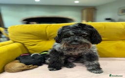 Cockapoo dogs for sale: cockapoos  - Advert 2