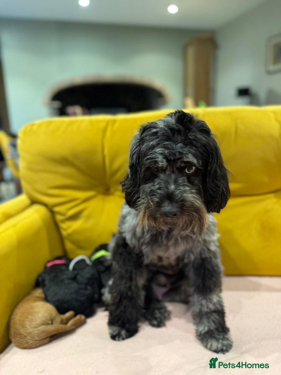 Cockapoo dogs for sale: cockapoos  - Advert 2