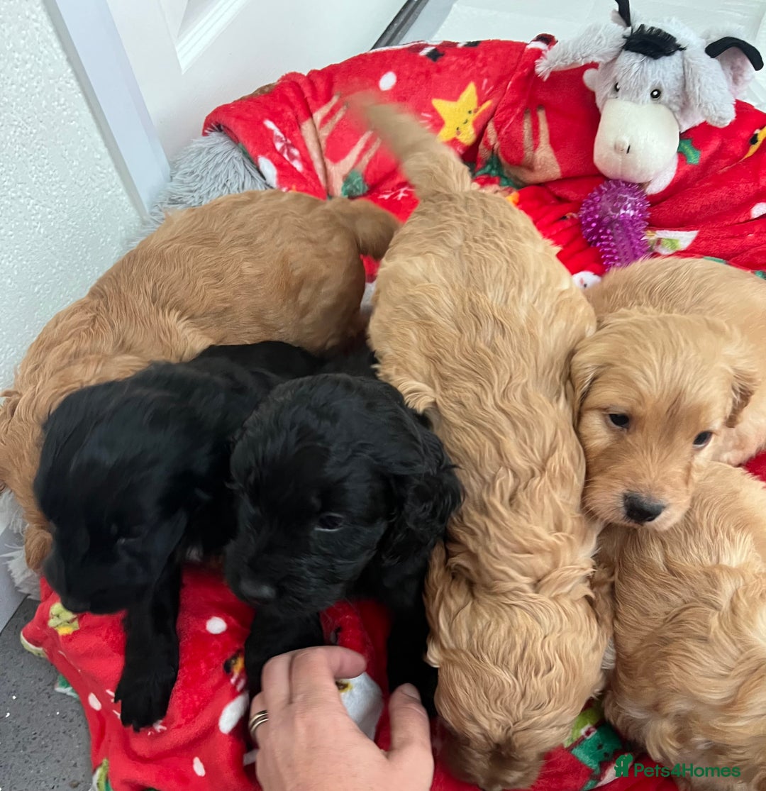 Cockapoo dogs for sale: Adorable beautiful f1 cockerpoo pups - Advert 3