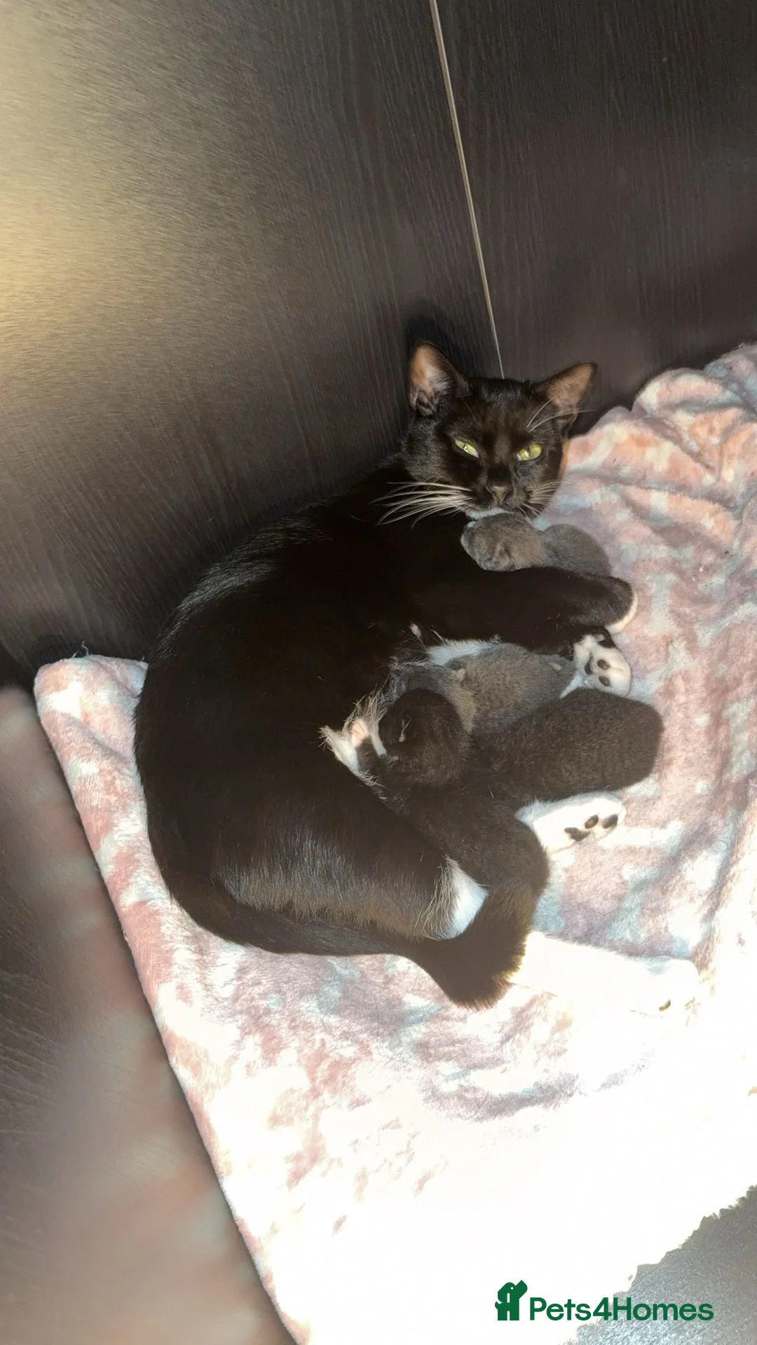 Mixed Breed cats for sale: last tuxedo kitten - Advert 6