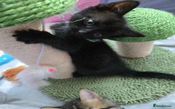 Mixed Breed cats for sale: 🐾😸kittens😸🐾  - Image 4