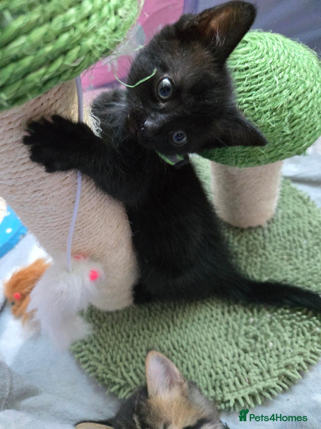 Mixed Breed cats for sale: 🐾😸kittens😸🐾  - Image 4