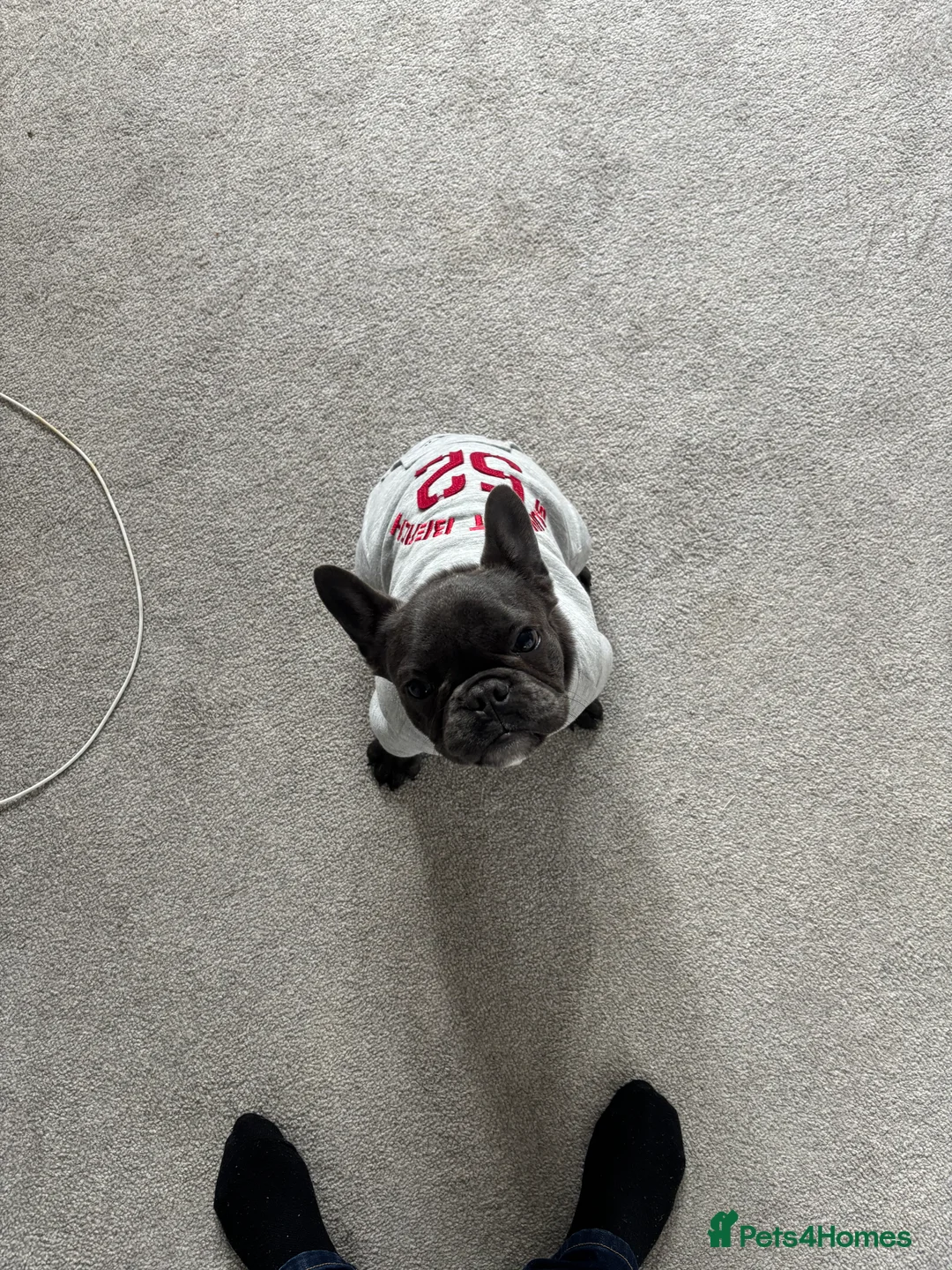 French Bulldog dogs for sale: french bulldog  - Advert 2