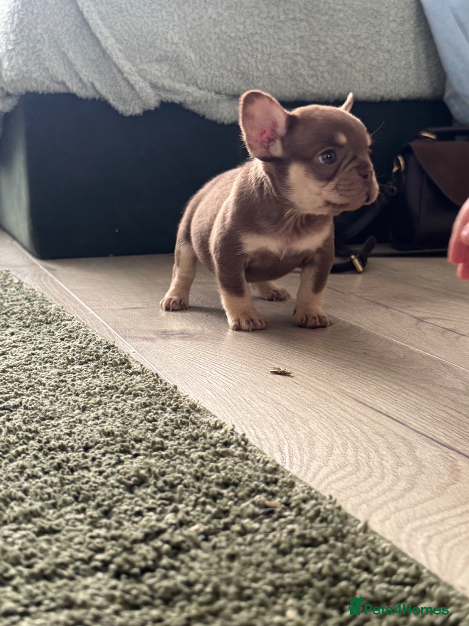 French Bulldog dogs READ INFO fluffy and carrier french bulldogs - Advert 2