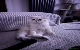 Scottish Fold cats for sale: Beautiful Scotish fold  - Image 3