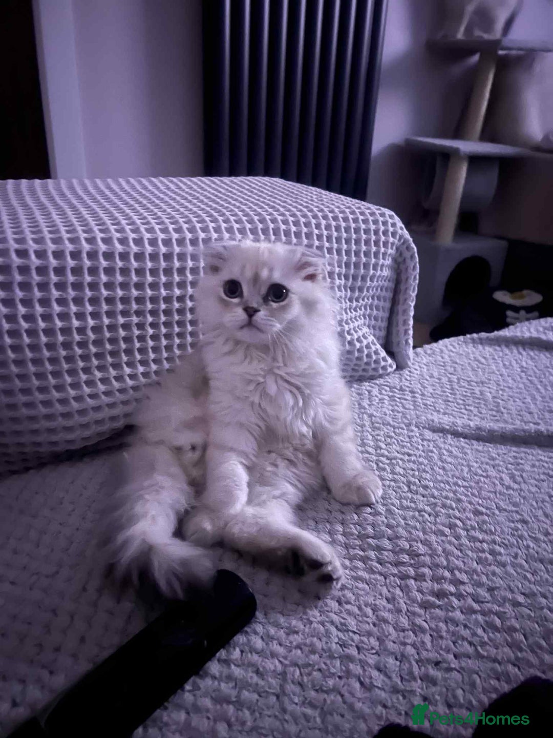 Scottish Fold cats for sale: Beautiful Scotish fold  - Image 3