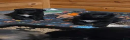 Mixed Breed dogs for sale: Shollie Puppies for Sale - Advert 5