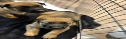 German Shepherd dogs for sale: 2 MALES LEFT German Shepherd puppies - Advert 9