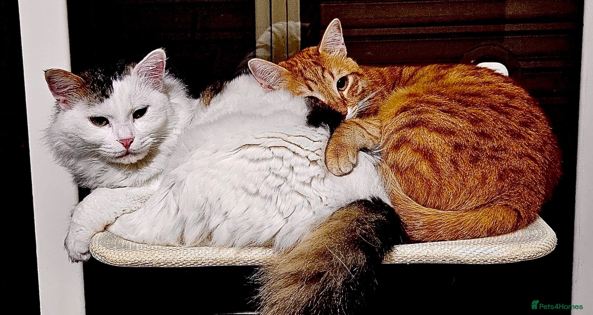Mixed Breed cats Leo and Spike - gentle giants need a cuddly home - Advert 2