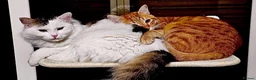 Mixed Breed cats for adoption: Leo and Spike - gentle giants need a cuddly home - Advert 2