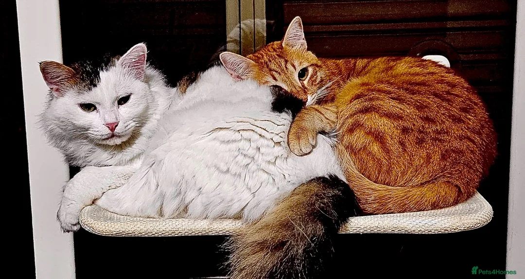 Mixed Breed cats for adoption: Leo and Spike - gentle giants need a cuddly home - Advert 2