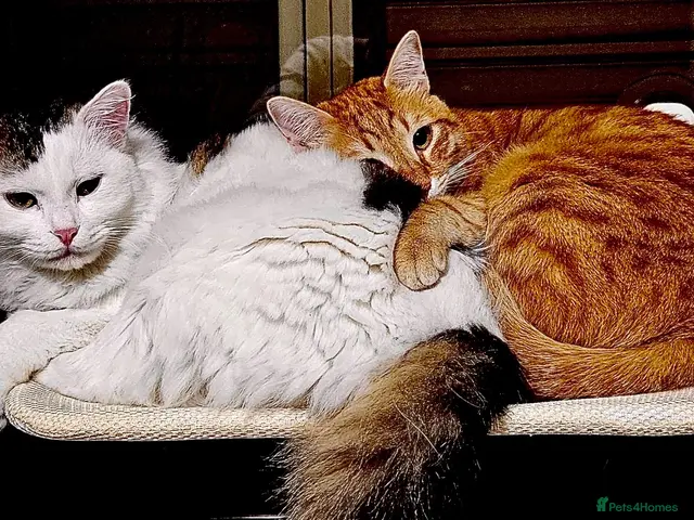 Mixed Breed cats Leo and Spike - gentle giants need a cuddly home - Advert 2