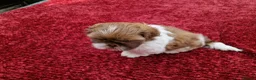 Shih Tzu dogs for sale: Shih tzu puppies looking for their forever home. in Leeds - Advert 11