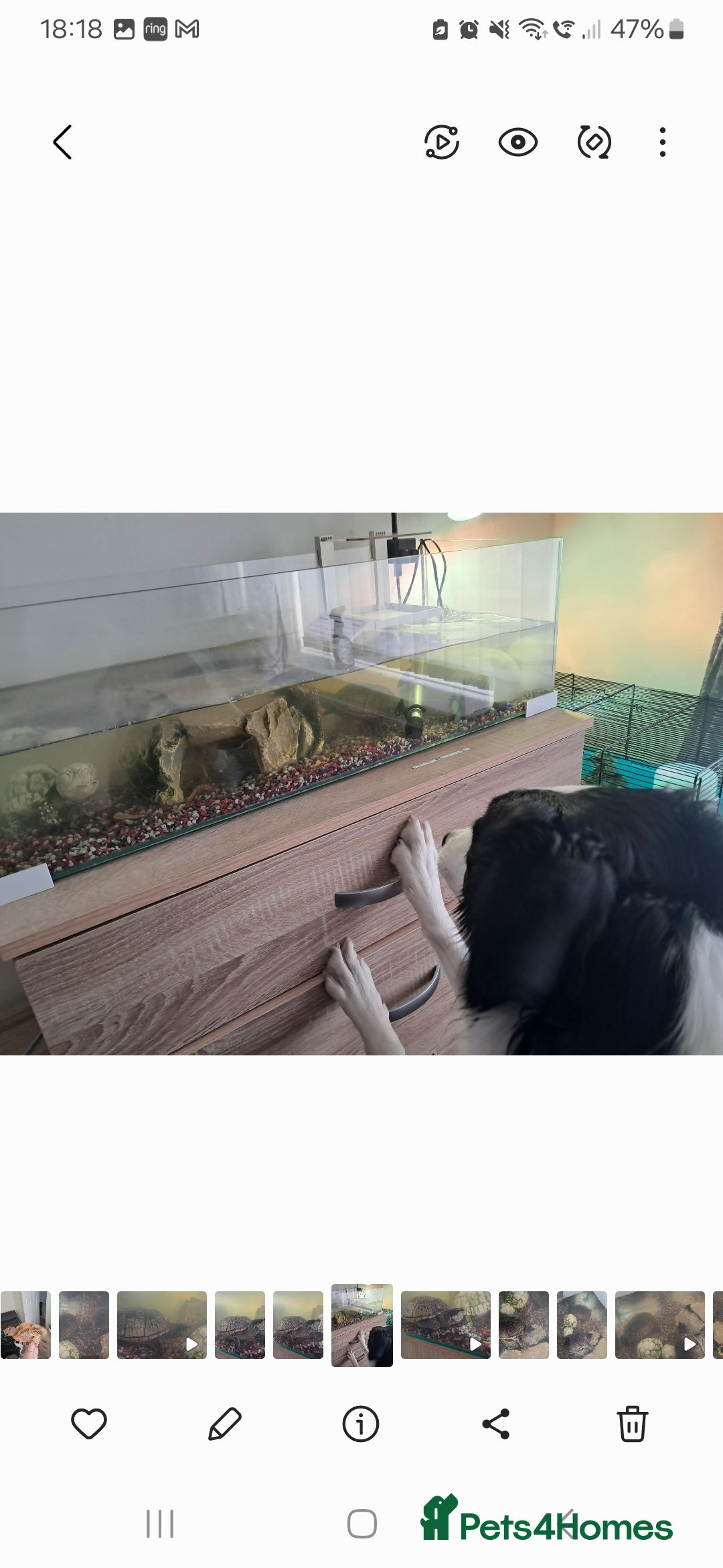 Turtle reptiles for sale: 2 turtles  - Image 5