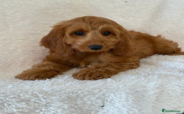 Cockapoo dogs - Advert 8