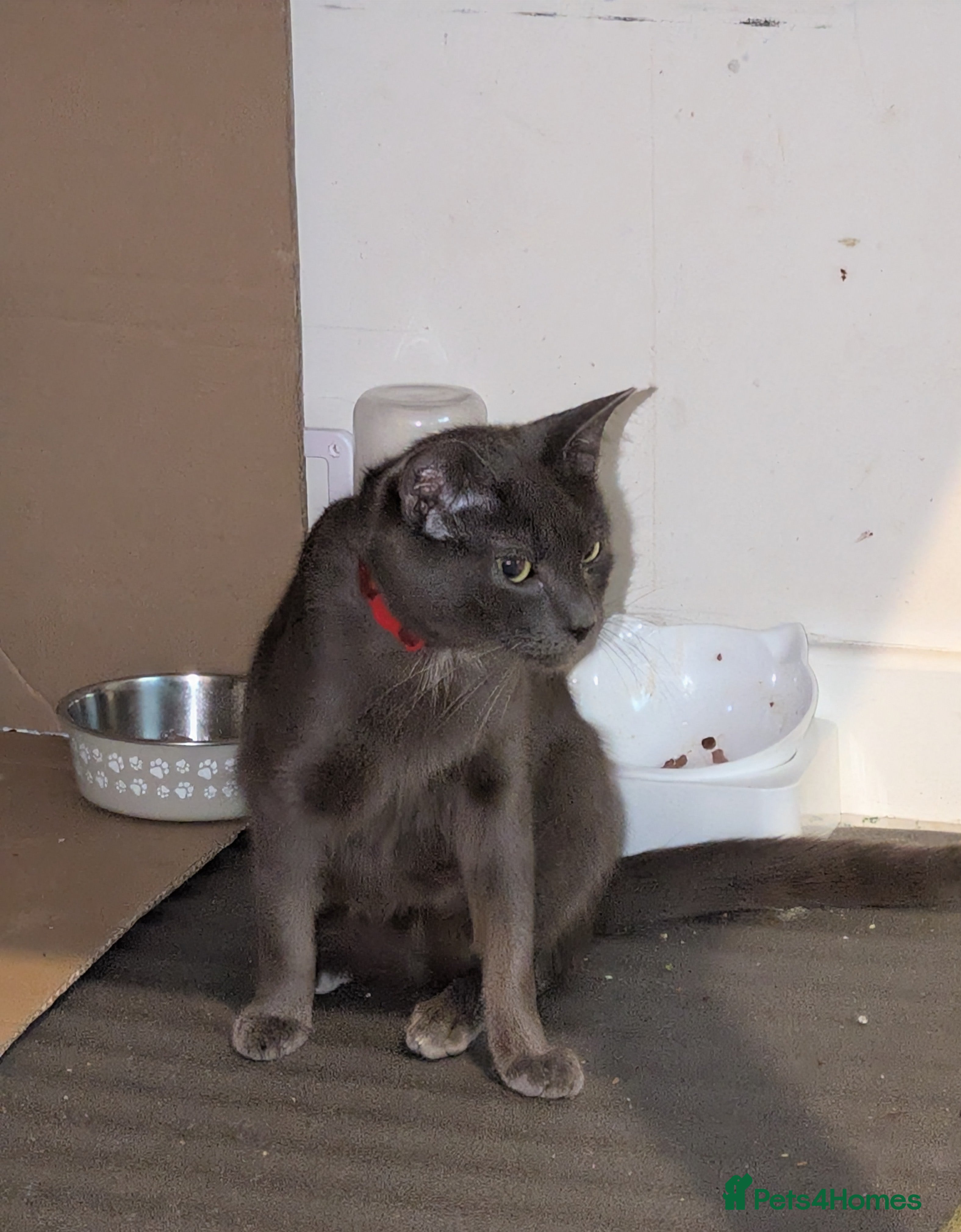 Russian Blue cats 1 year old cat £30 - Advert 1