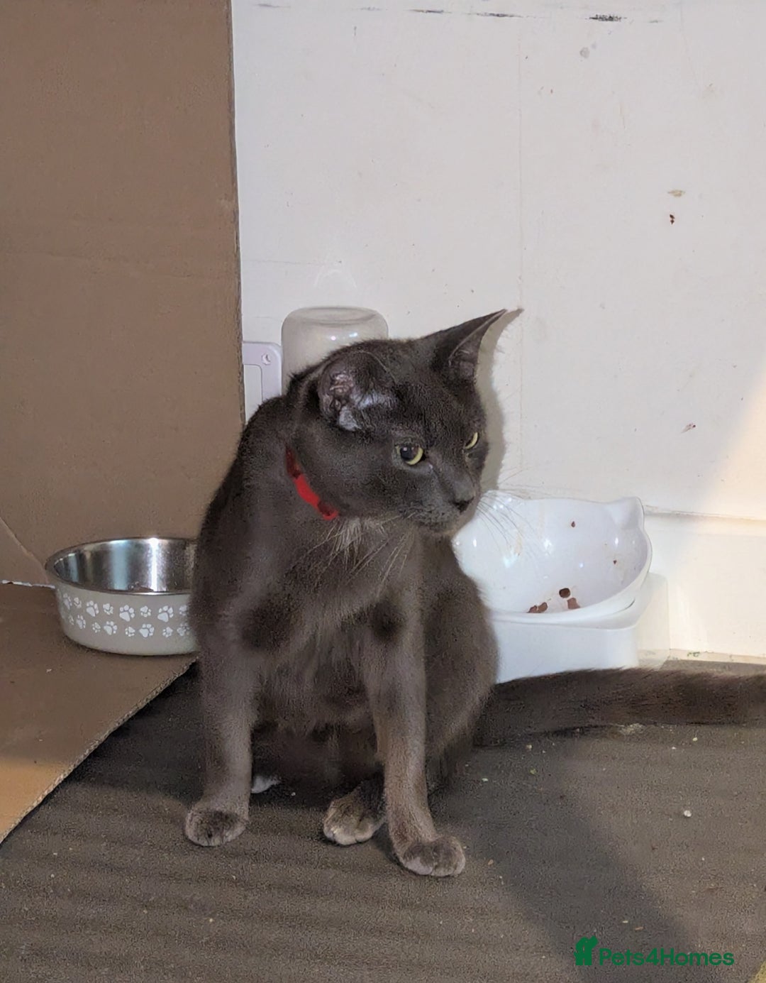 Russian Blue cats for sale: 1 year old cat £30 - Advert 1