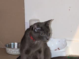 Russian Blue cats 1 year old cat £30 - Advert 1