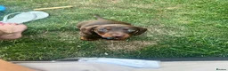 Dachshund dogs for sale: Miniature dachshund puppies for sale - Advert 10