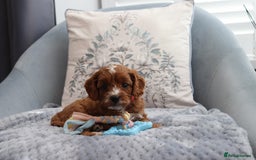 Cavapoochon dogs for sale: Beautiful Cavapoochons looking for forever homes - Image 7