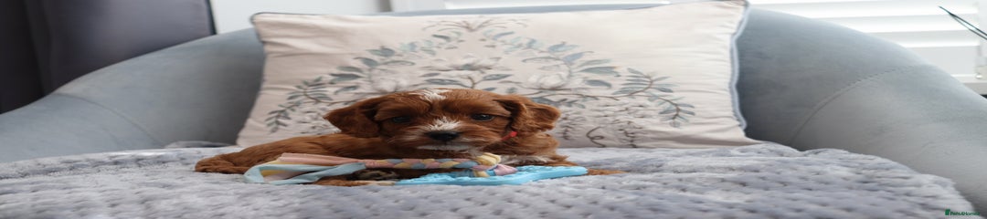 Cavapoochon Puppy 2