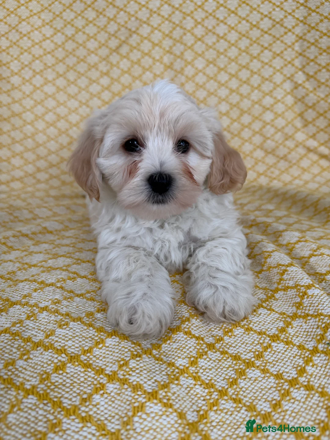 Maltipoo dogs for sale: Beautiful happy health tested Maltipoo fur babies  - Advert 25