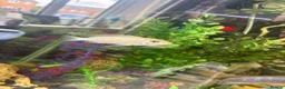 Cichlids fish for sale: Baby chichlids in Wellingborough - Advert 4