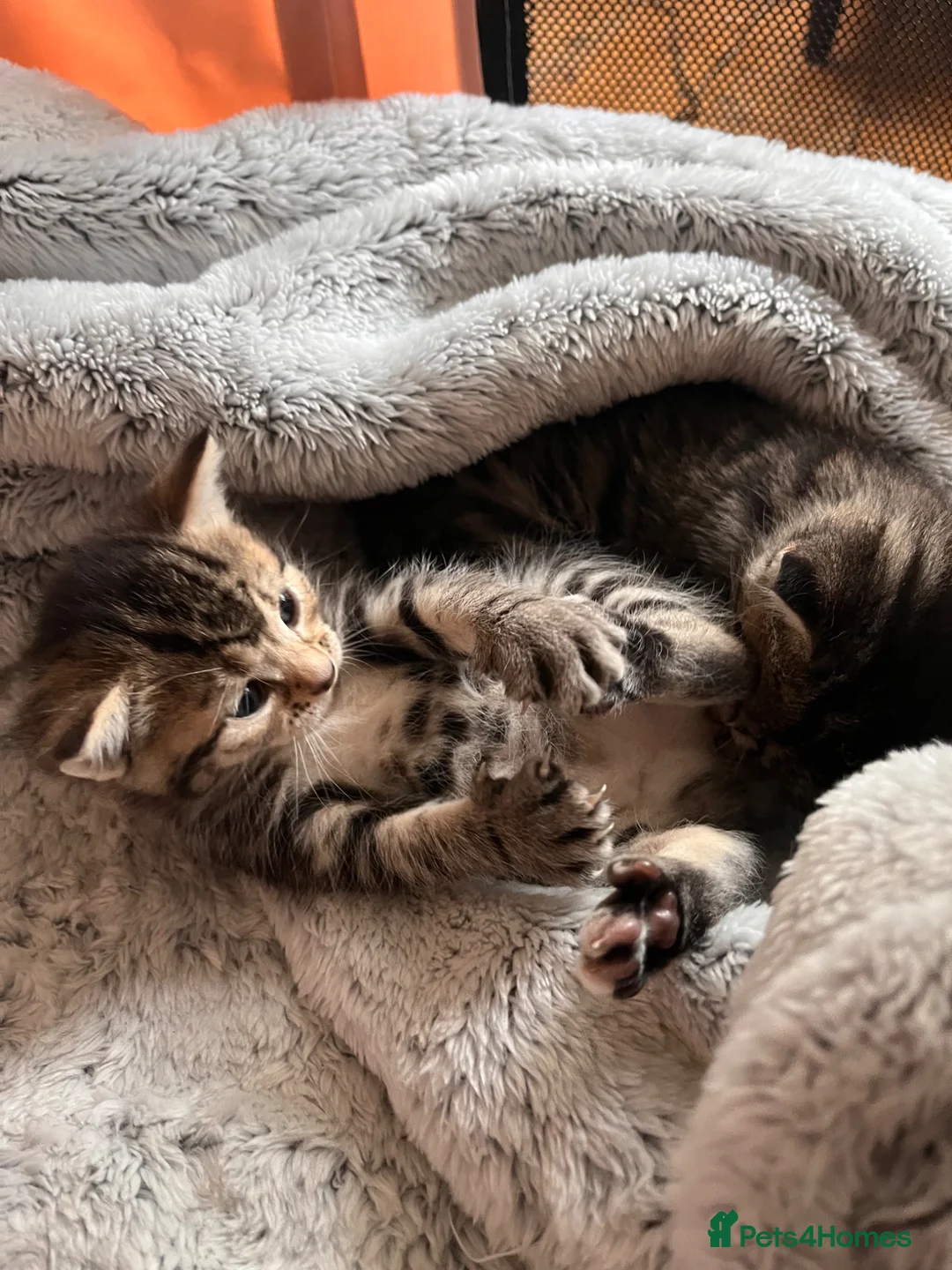 Domestic Shorthair cats for sale: 3 Beautiful Tabby Kittens - 1 Male & 2 Females in Southend-on-Sea - Advert 9