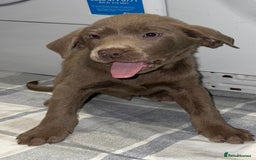 Labrador Retriever dogs for sale: KC SILVER & CHARCOAL Labrador Puppys  - Image 13
