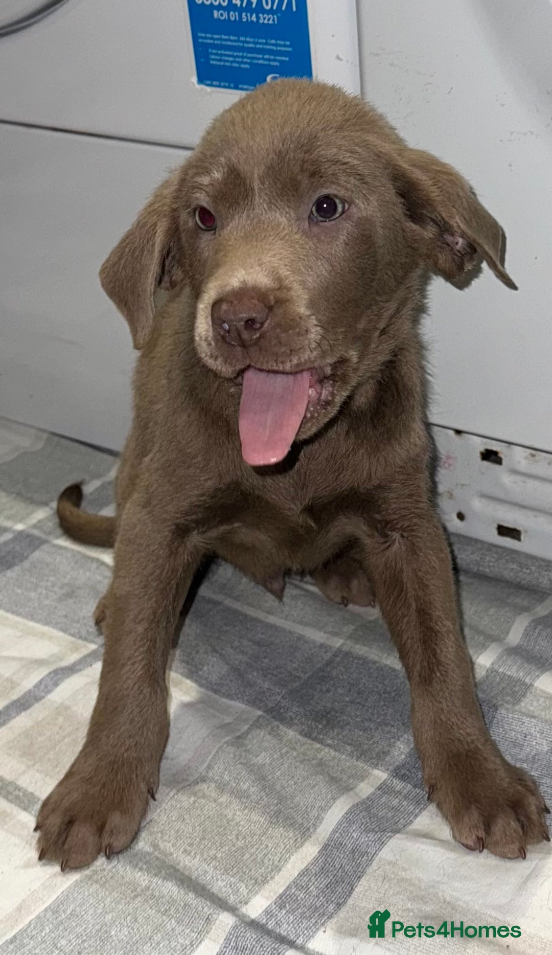 Labrador Retriever dogs for sale: KC SILVER & CHARCOAL Labrador Puppys  - Image 13